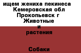 ищем жениха пекинеса.  - Кемеровская обл., Прокопьевск г. Животные и растения » Собаки   . Кемеровская обл.,Прокопьевск г.